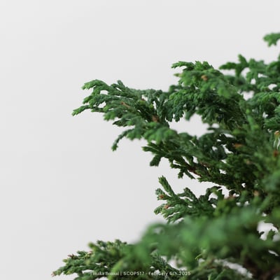 姬檜木｜SCOP5177