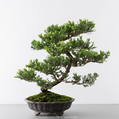 臺灣真柏｜TTP7399