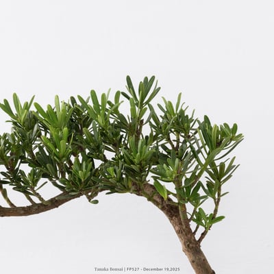 滿天星羅漢松｜FP5274