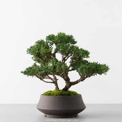 紀州真柏｜TPA5631