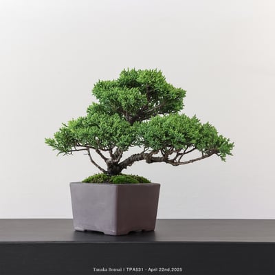 紀州真柏｜TPA5312