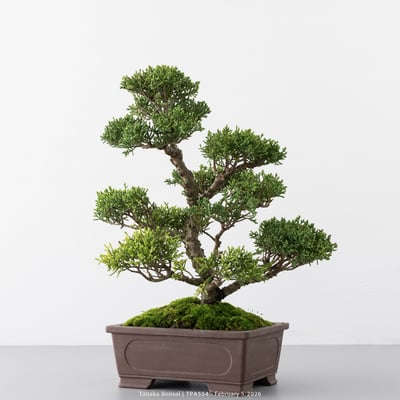 紀州真柏｜TPA5543