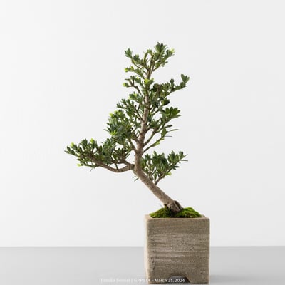 綠鑽羅漢松｜GPP5146