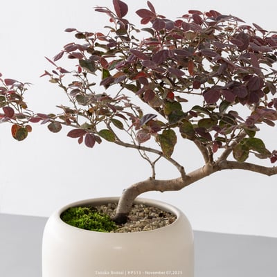 紅花繼木｜HP5132