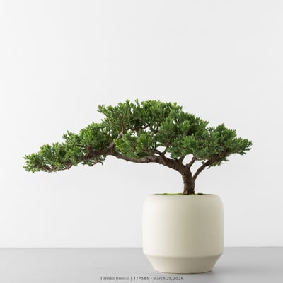 臺灣真柏｜TTP5857