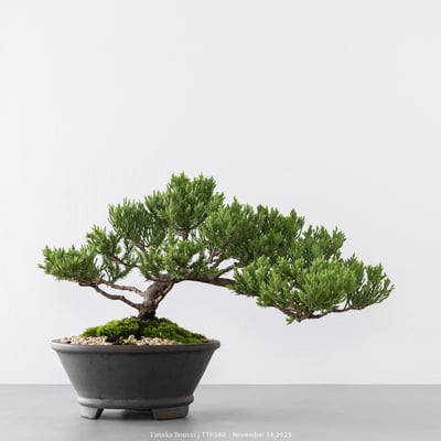 台灣真柏｜TTP5681