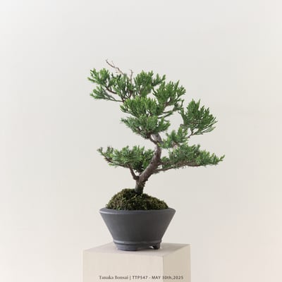 台灣真柏｜TTP5476