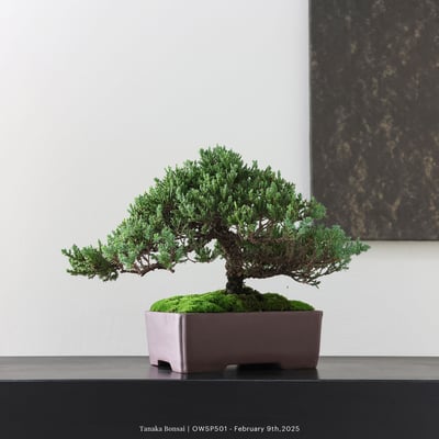 【官網限定】珍珠柏｜OWSP5017