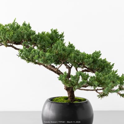 臺灣真柏｜TTP5812