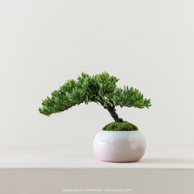 【官網限定】珍珠柏｜OWSP5096