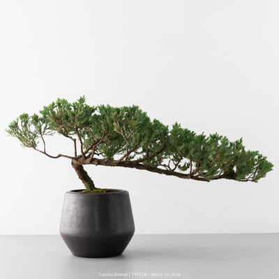 臺灣真柏｜TTP5785