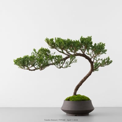 臺灣真柏｜TTP5887