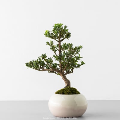 綠鑽羅漢松｜GPP5168