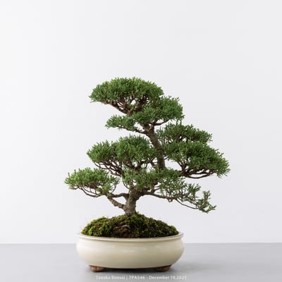 紀州真柏｜TPA5466