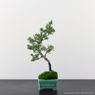 系魚川真柏｜IP5131