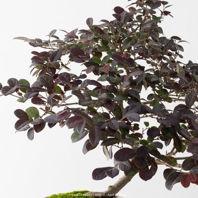 紅花繼木｜HP5232