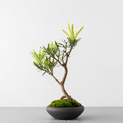 虎斑羅漢松｜FP5343