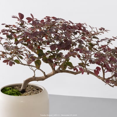 紅花繼木｜HP5133