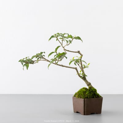 李氏櫻桃｜CP5107