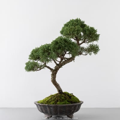 紀州真柏｜TP7888