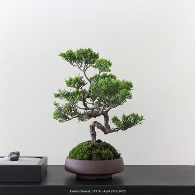 系魚川真柏｜IP5186