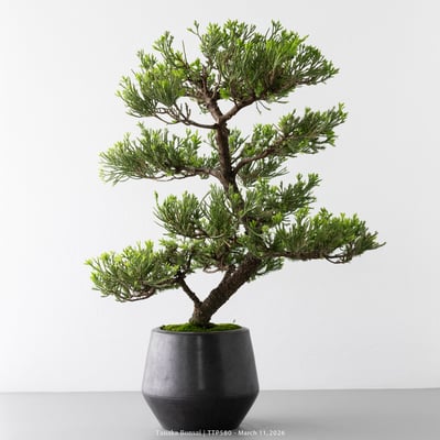 臺灣真柏｜TTP5803