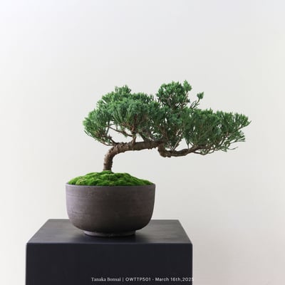 【官網限定】台灣真柏｜OWTTP5014