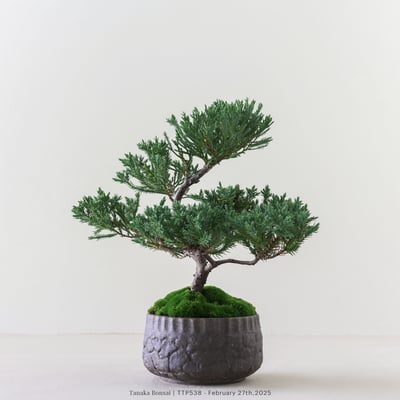 台灣真柏｜TTP5383