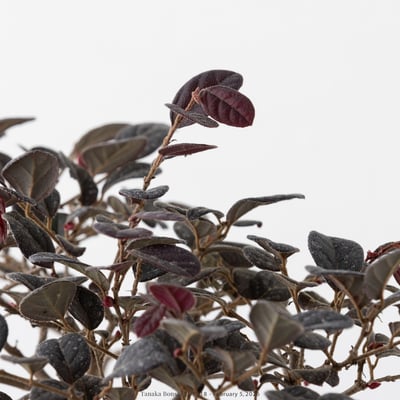 紅花繼木｜HP5183