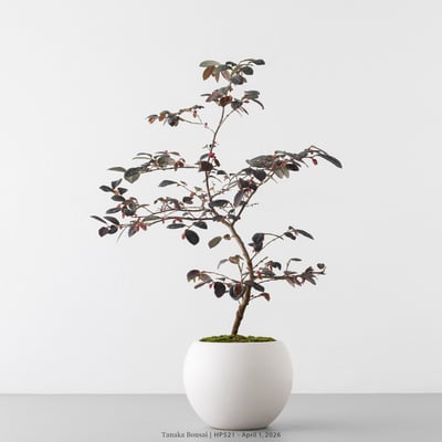 紅花繼木｜HP5214