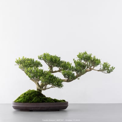 雀舌黃楊｜BHP7073