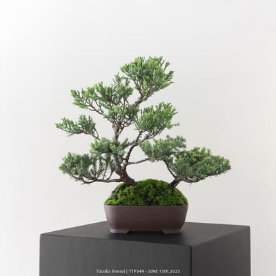 台灣真柏｜TTP5491