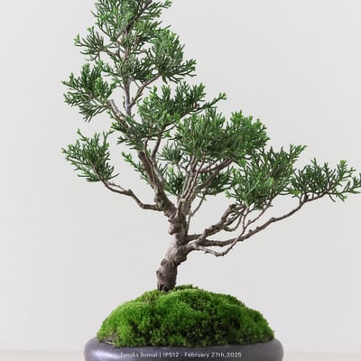 系魚川真柏｜IP5125