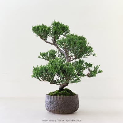 台灣真柏｜TTP5444