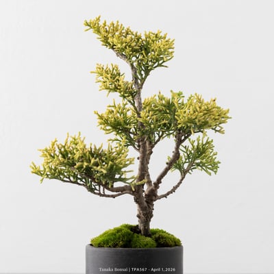 紀州真柏｜TPA5678