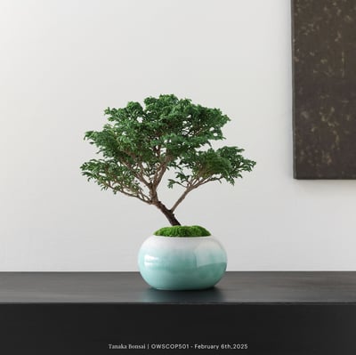 【官網限定】姬檜木｜OWSCOP5011