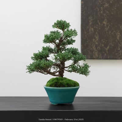 【官網限定】紀州真柏｜OWTP5015