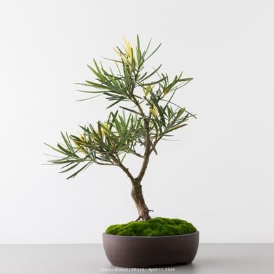 日本斑葉羅漢松｜FP5357