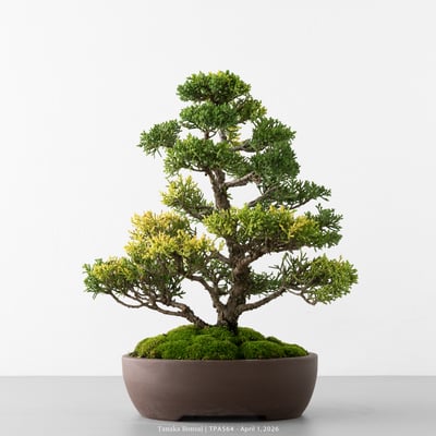 紀州真柏｜TPA5645