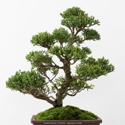 紀州真柏｜TPA5549