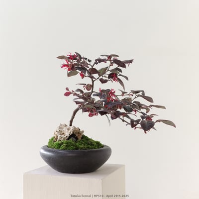 紅花繼木｜HP5101