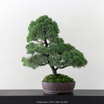 紀州真柏｜TP7531