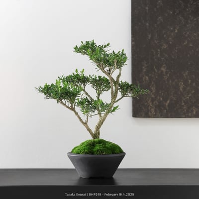 雀舌黃楊｜BHP5191