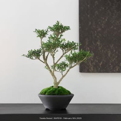 雀舌黃楊｜BHP5194