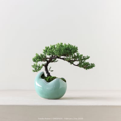 【官網限定】珍珠柏｜OWSP5056