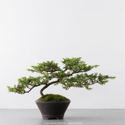 黃金杜松｜GDP5461