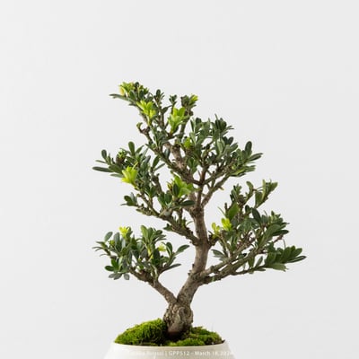 綠鑽羅漢松｜GPP5123