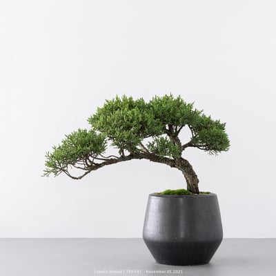 紀州真柏｜TPA5413