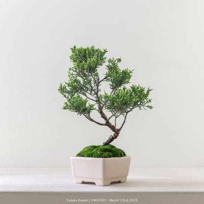 【官網限定】系魚川真柏｜OWIP5013