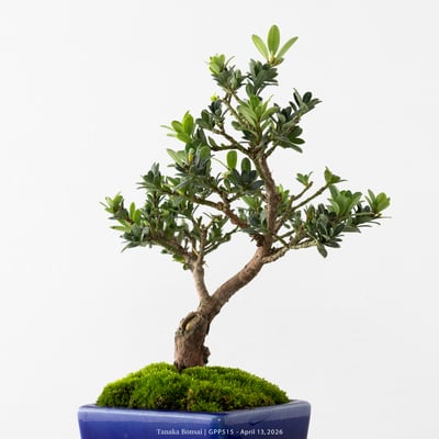 綠鑽羅漢松｜GPP5154